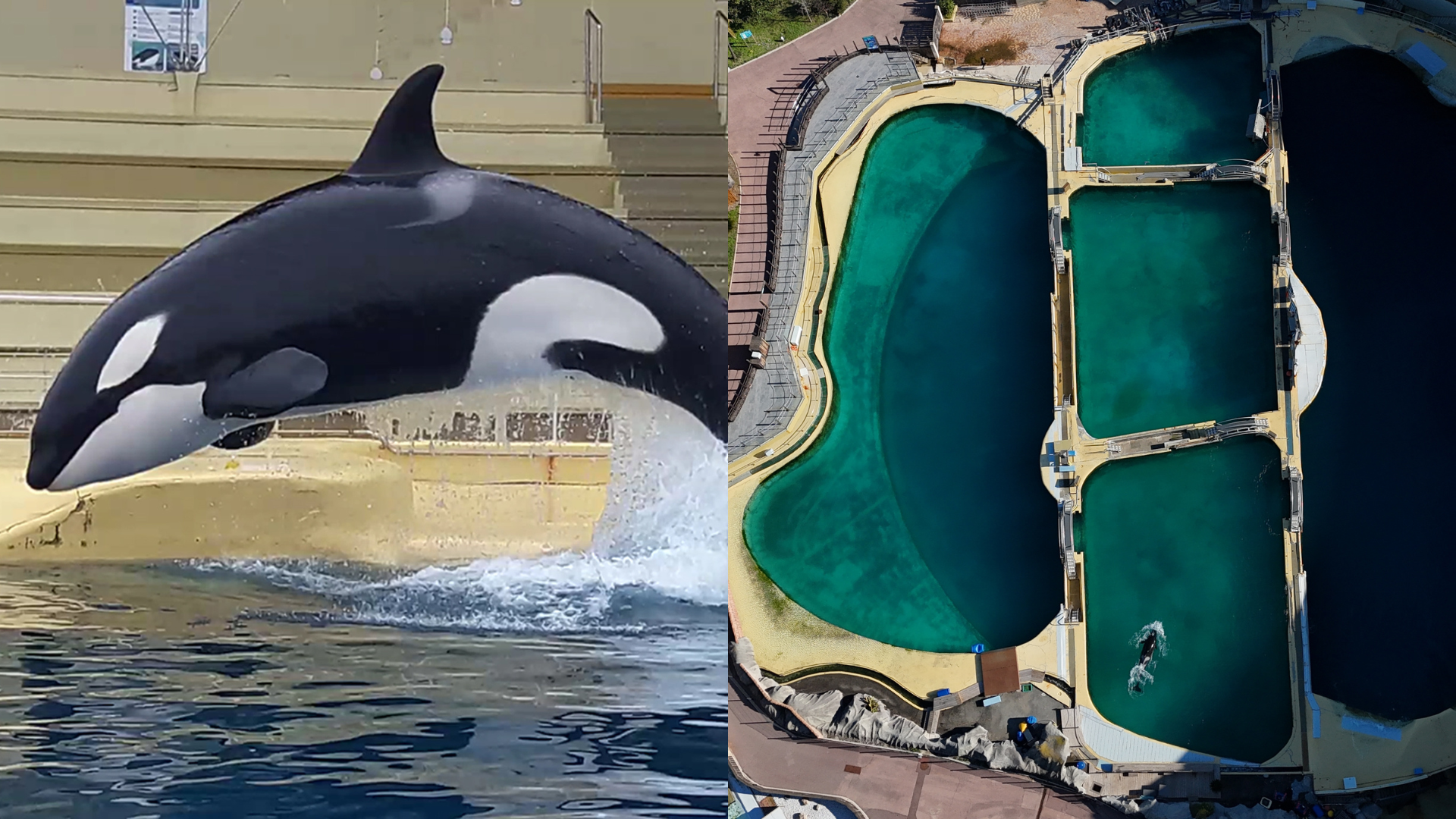 Wikie and Keijo's marine park has shut down. Now the race is on to find them a new home