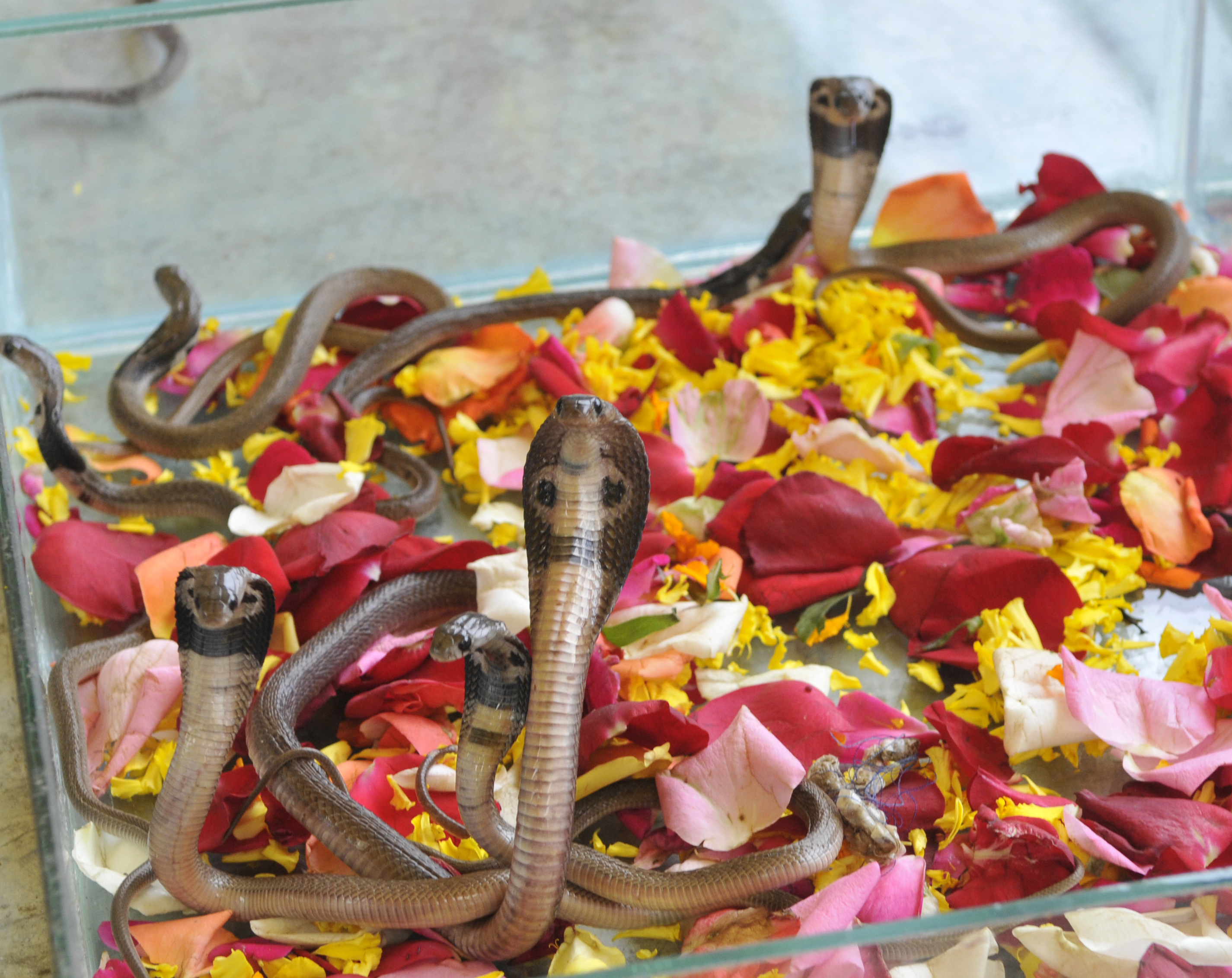 King cobras kept in captivity at a snake catcher's centre ahead of Nag Panchami in Bhopal, India.