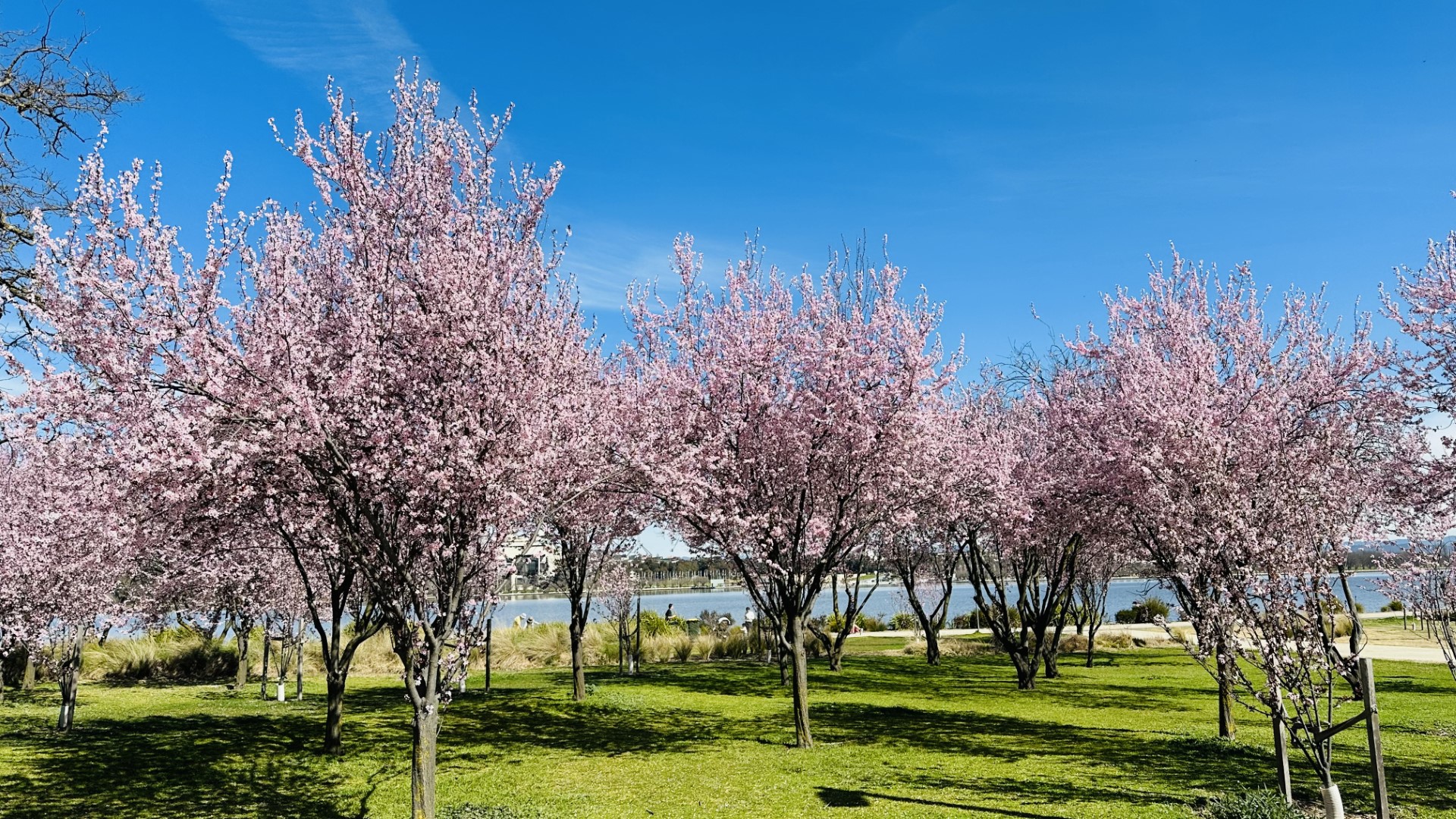 Xuân về trên canberra
