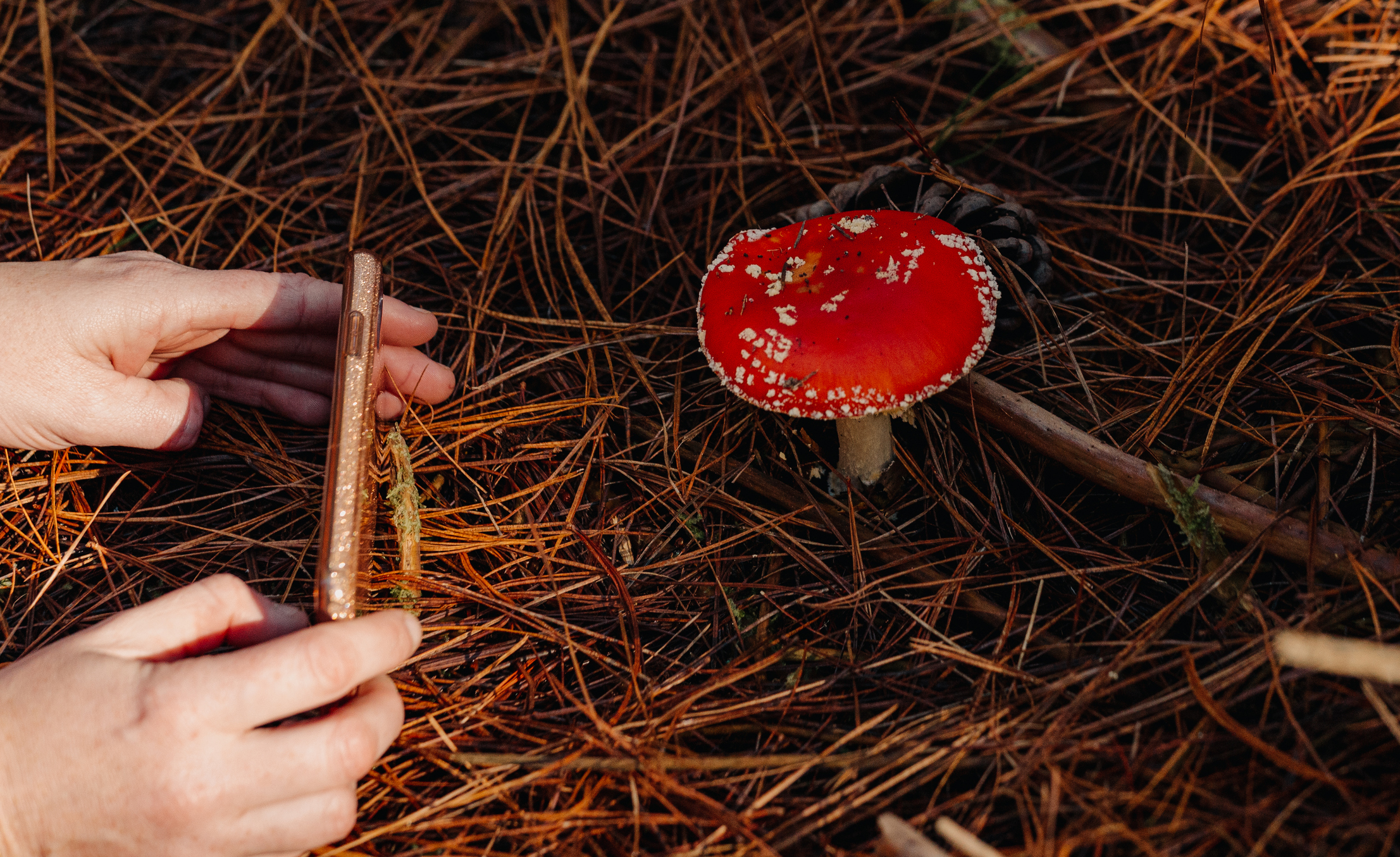 Mushroom foraging in Australia: is it safe? - Vimarsana News