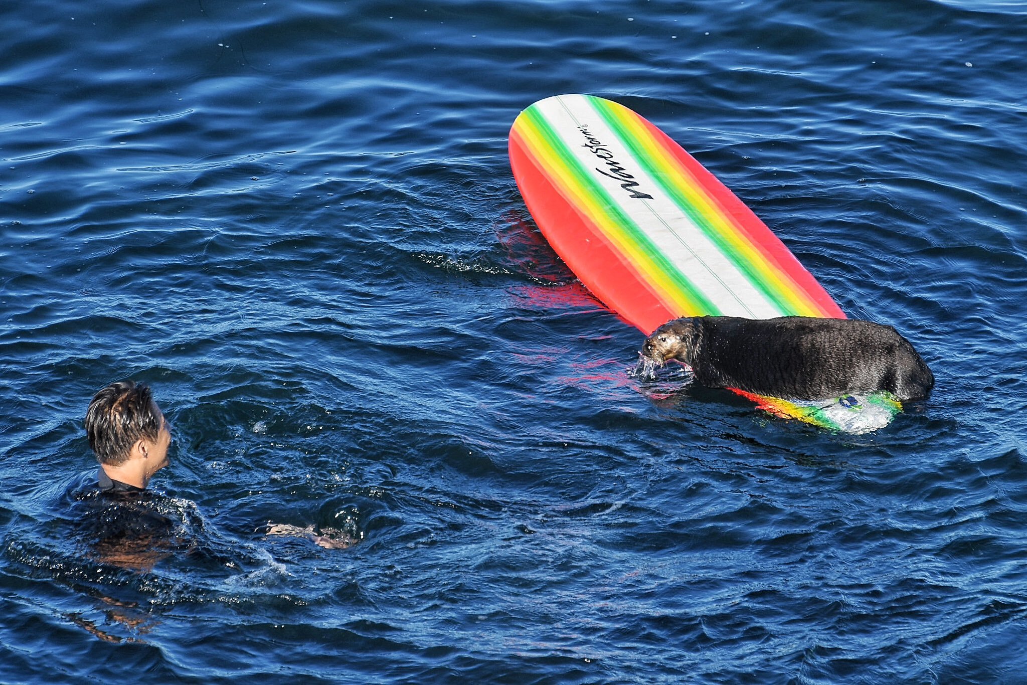 A sea otter on a surfboard looking at a person in the water.