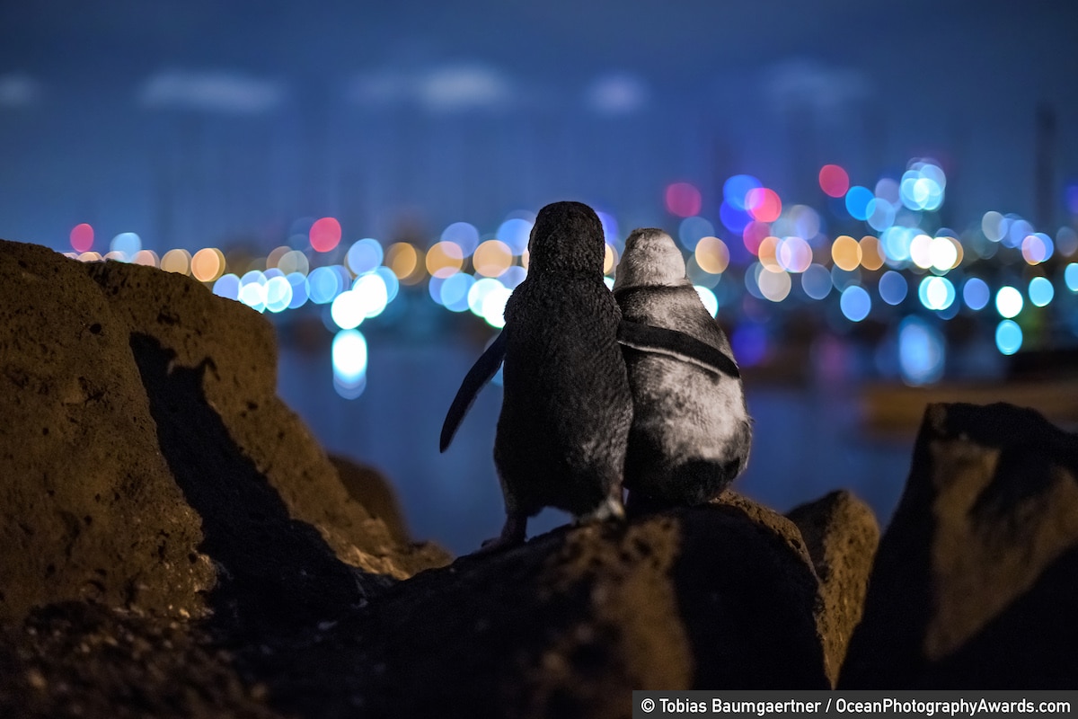 How that viral penguin image 'saved' its photographer when the world 'shut down' - Vimarsana News