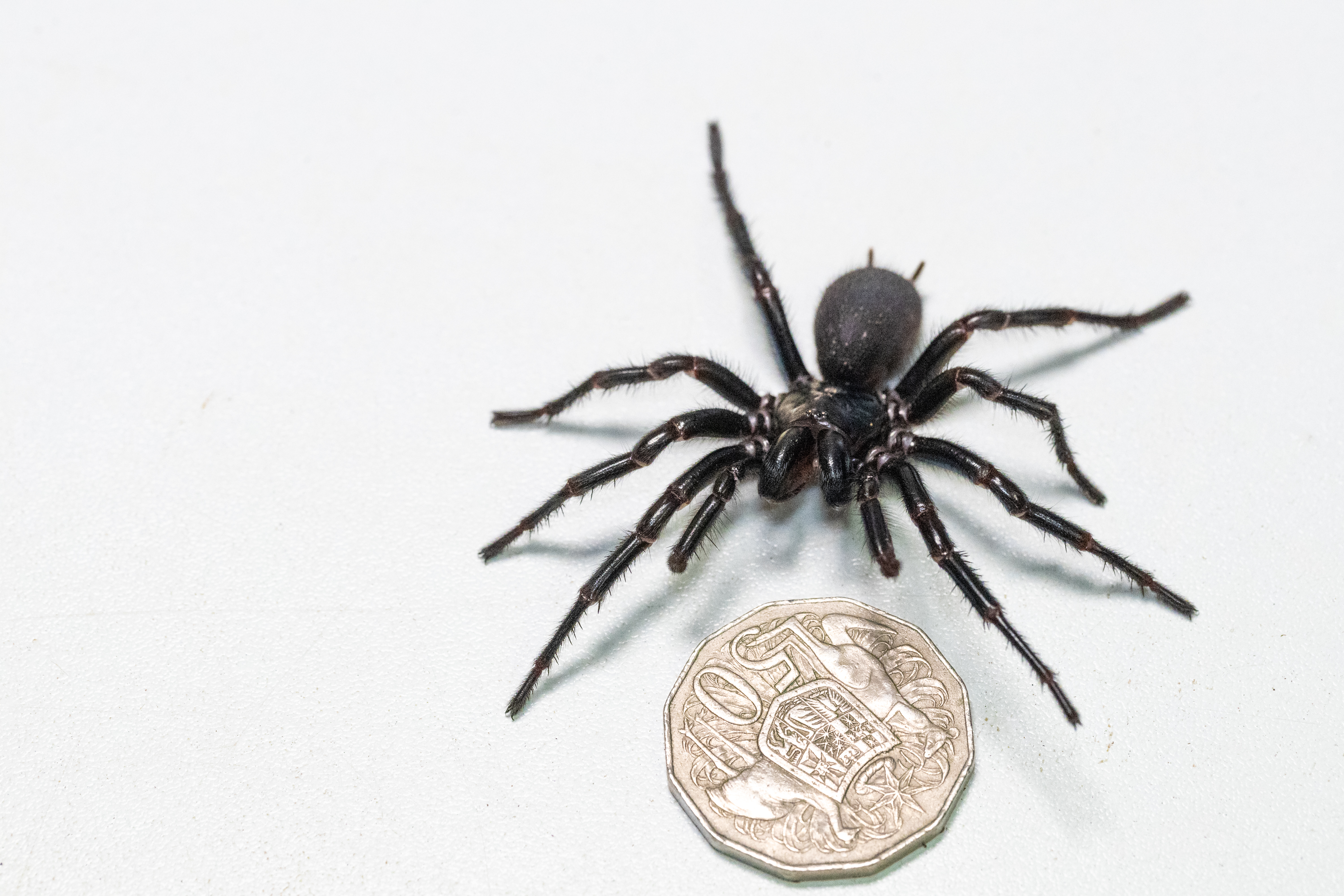 A giant spider is photographed next to the 50 cents coin.