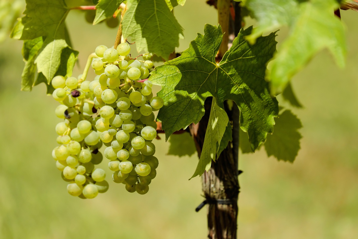 Grape vine wine