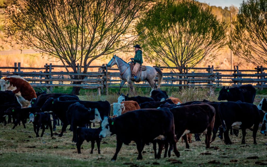 Cowboy