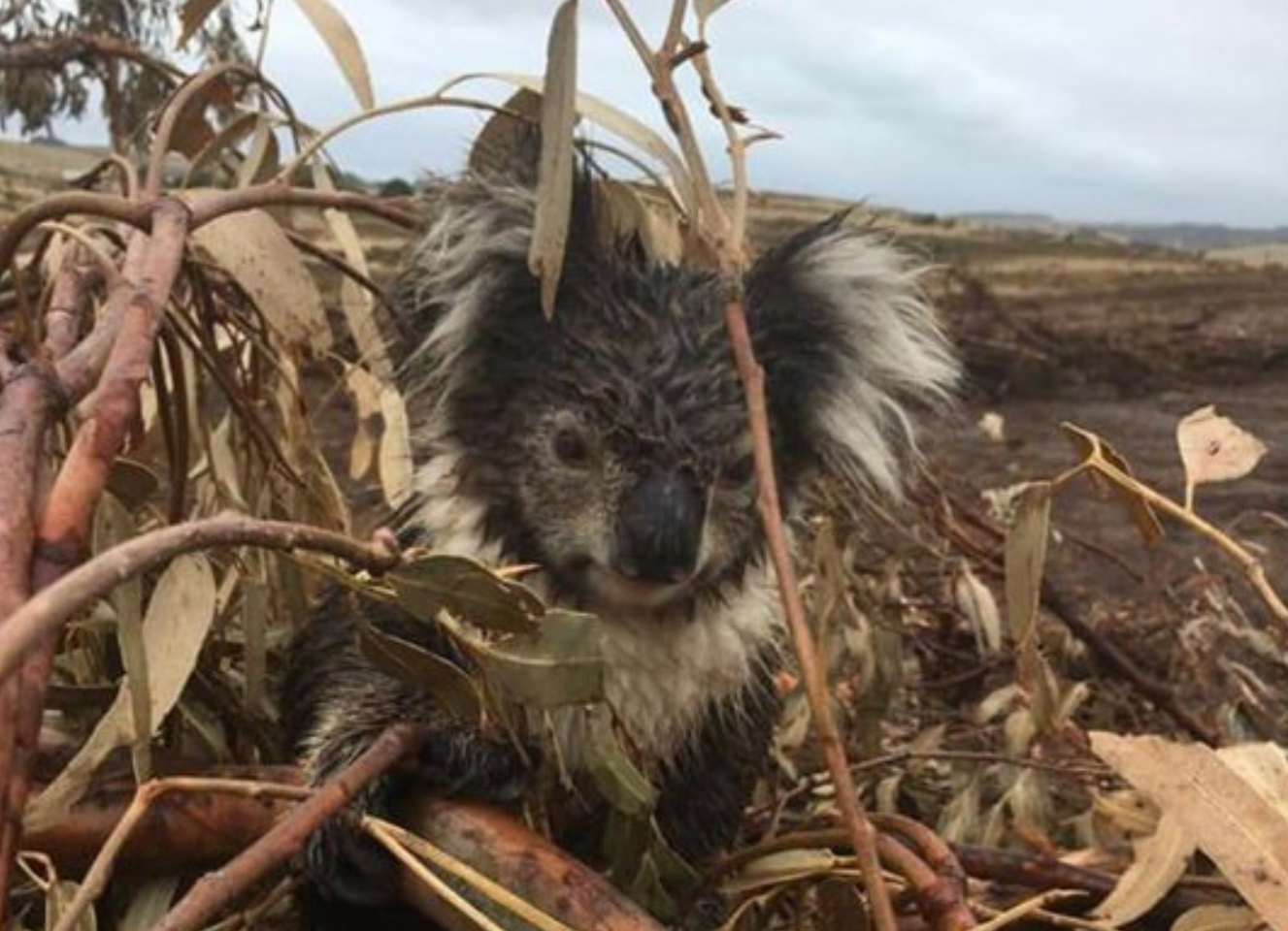 An operation is underway to rescue the remaining koalas.