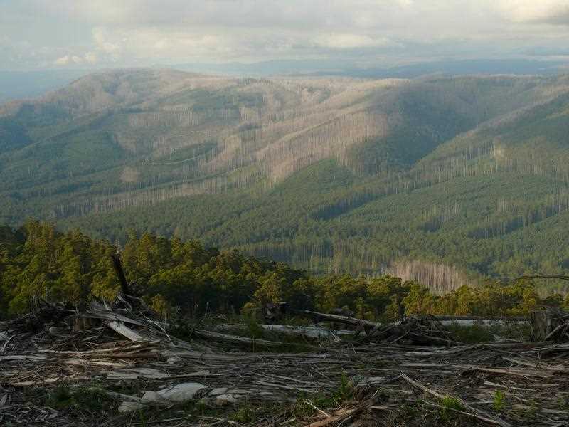 File photo of logged trees in the Mountain Ash forest, Victoria.