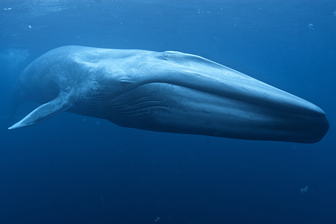 Blue whales visit the Great Australian Bight.