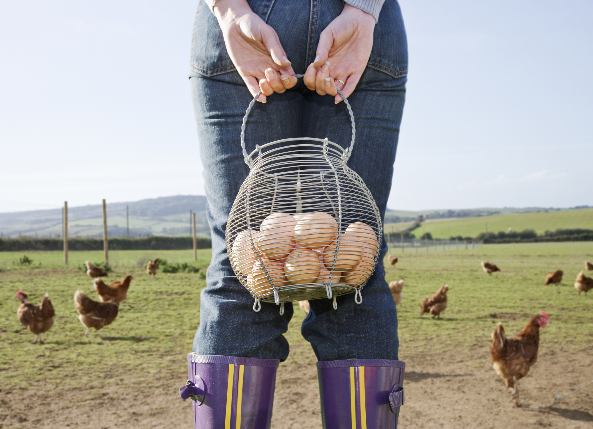Free range eggs