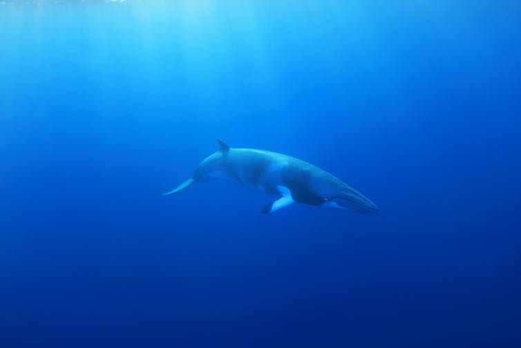 A common minke whale (Balaenoptera acutorostrata) in the Pacific Ocean.