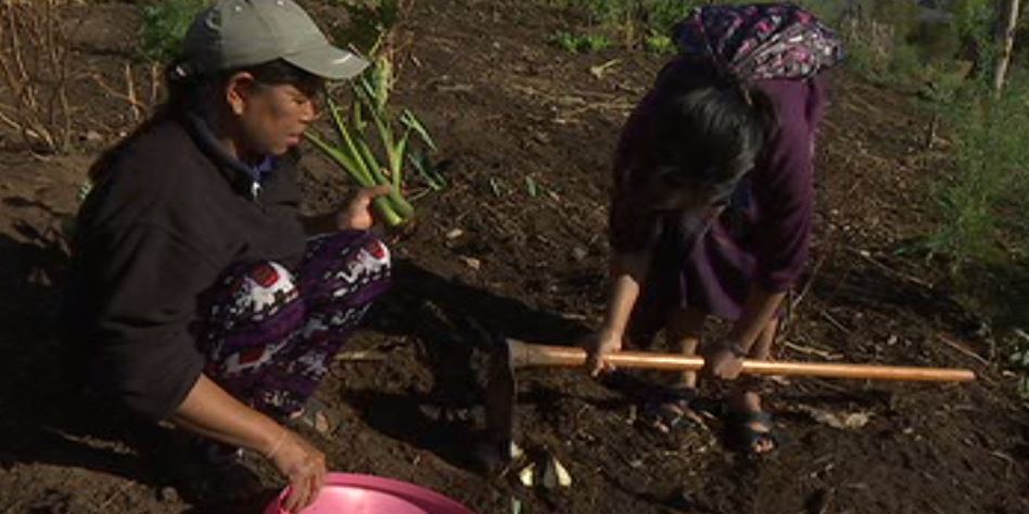 The Burmese Community Garden Project.