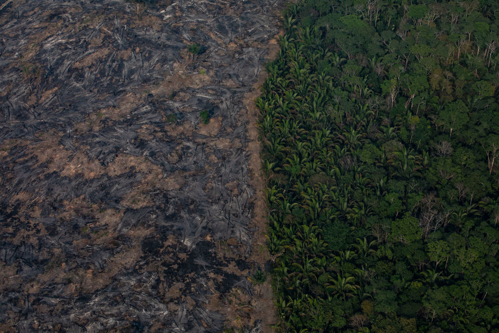 A section of the Amazon rainforest on Porto Velho, Brazil burned by fires