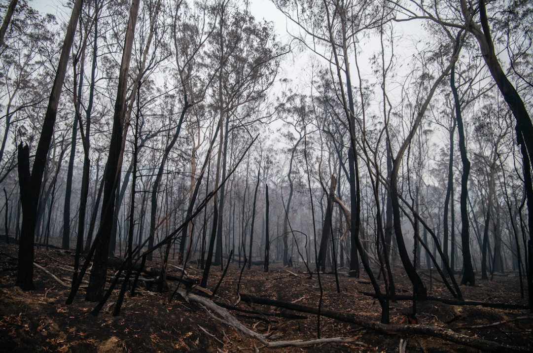 Burnt-out bushland on the outskirts of Cobargo