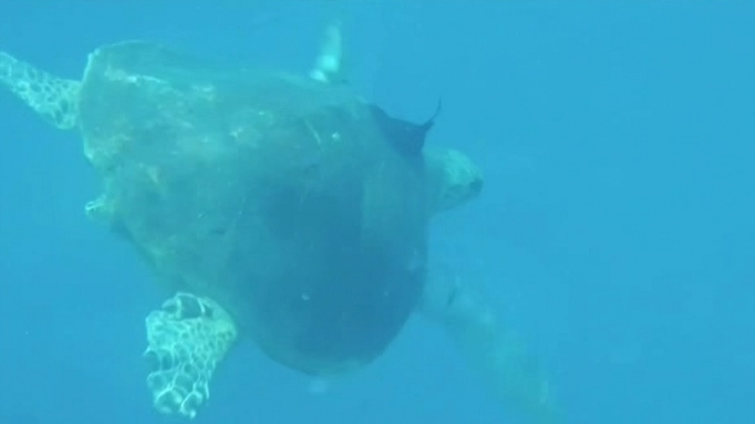 Critically endangered turtles tracked in area set to open to commercial ...