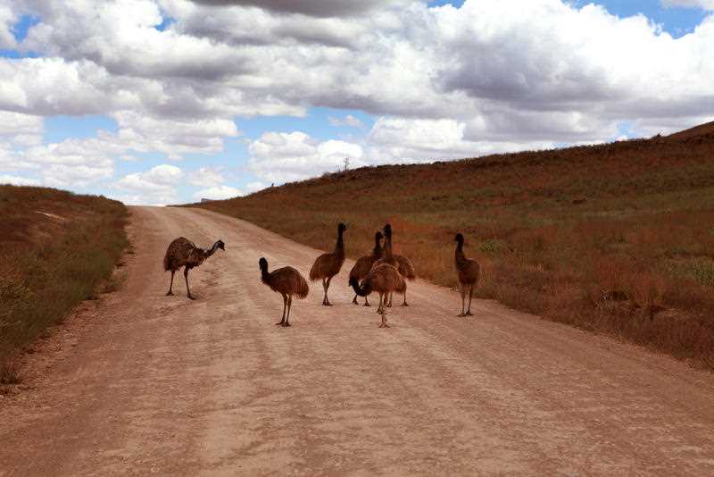 Emus crossing the road near Wilpena Pound in South Australia's Flinders Ranges.