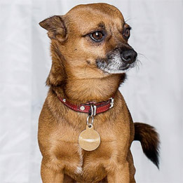 Mylo the Dog