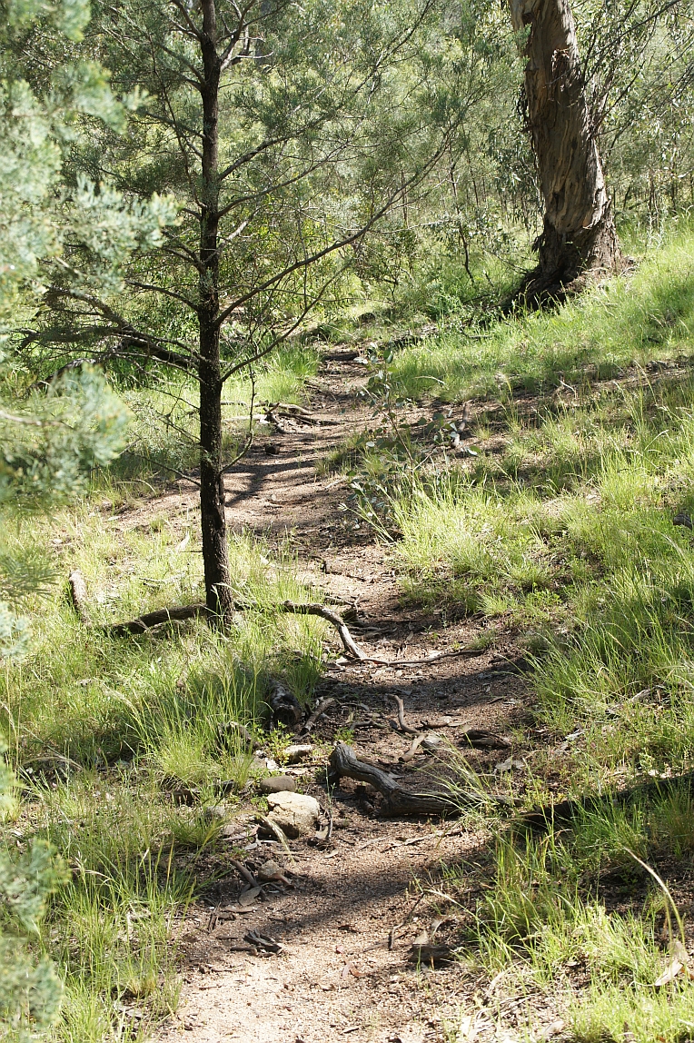 Typical pathway route in Bydabo Wilderness.