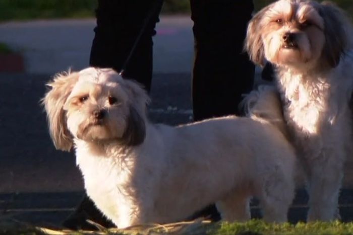 Police have described RuPaul and Louie as "little heroes" for stopping the attack on their owner.