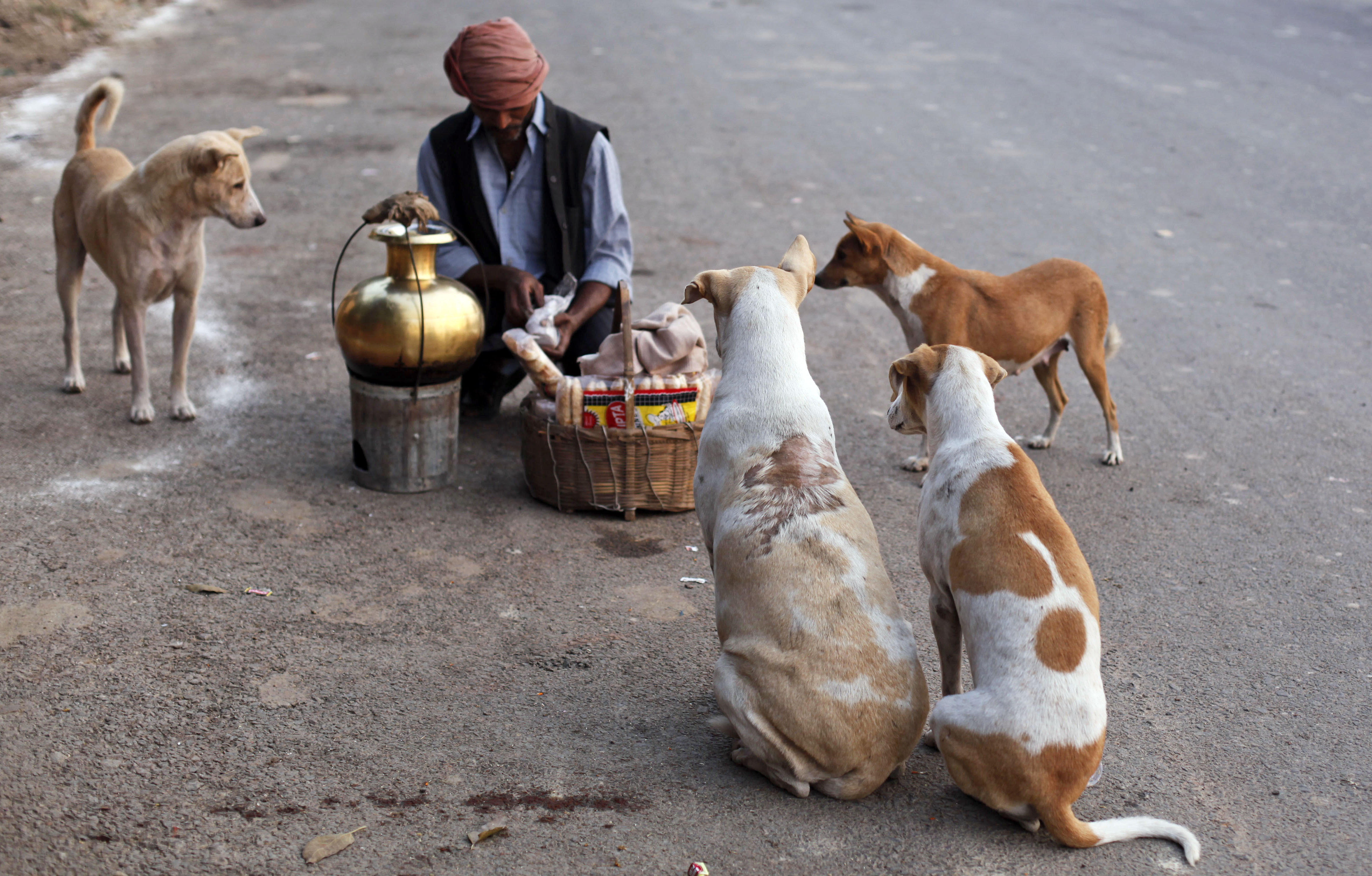 Stray dogs surround an Indian roadside tea vendor as he reaches into a packet of cookies to feed them on a street in Allahabad , India, Wednesday, Nov. 7, 2012.  (AP Photo/Rajesh Kumar Singh)Street dogs