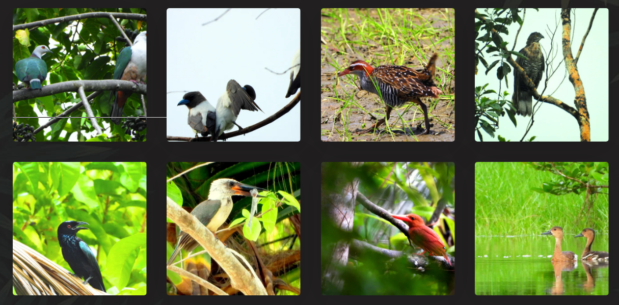 Bird species in Sulawesi in danger of extinction 