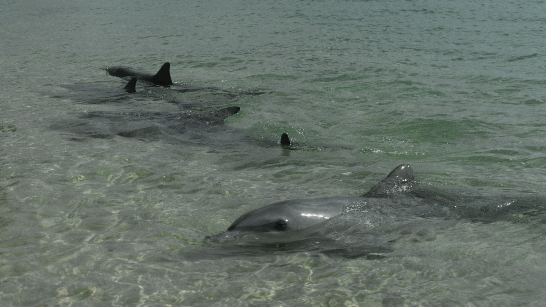 Delphine in Shark Bay, Monkey Mire sind eine Touristenattraktion
