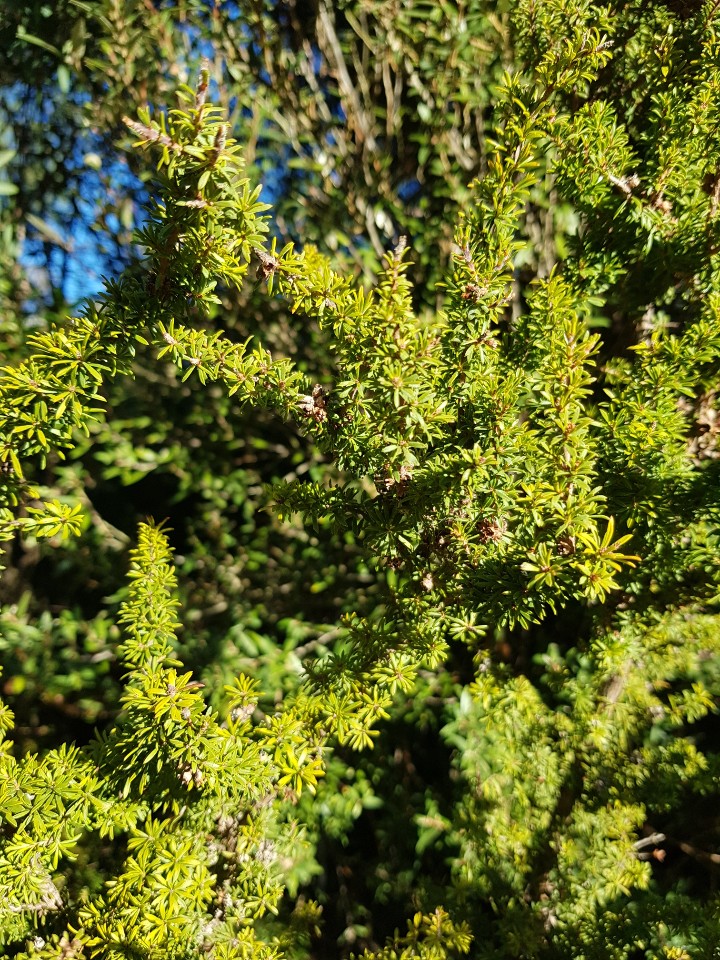 Kunzea