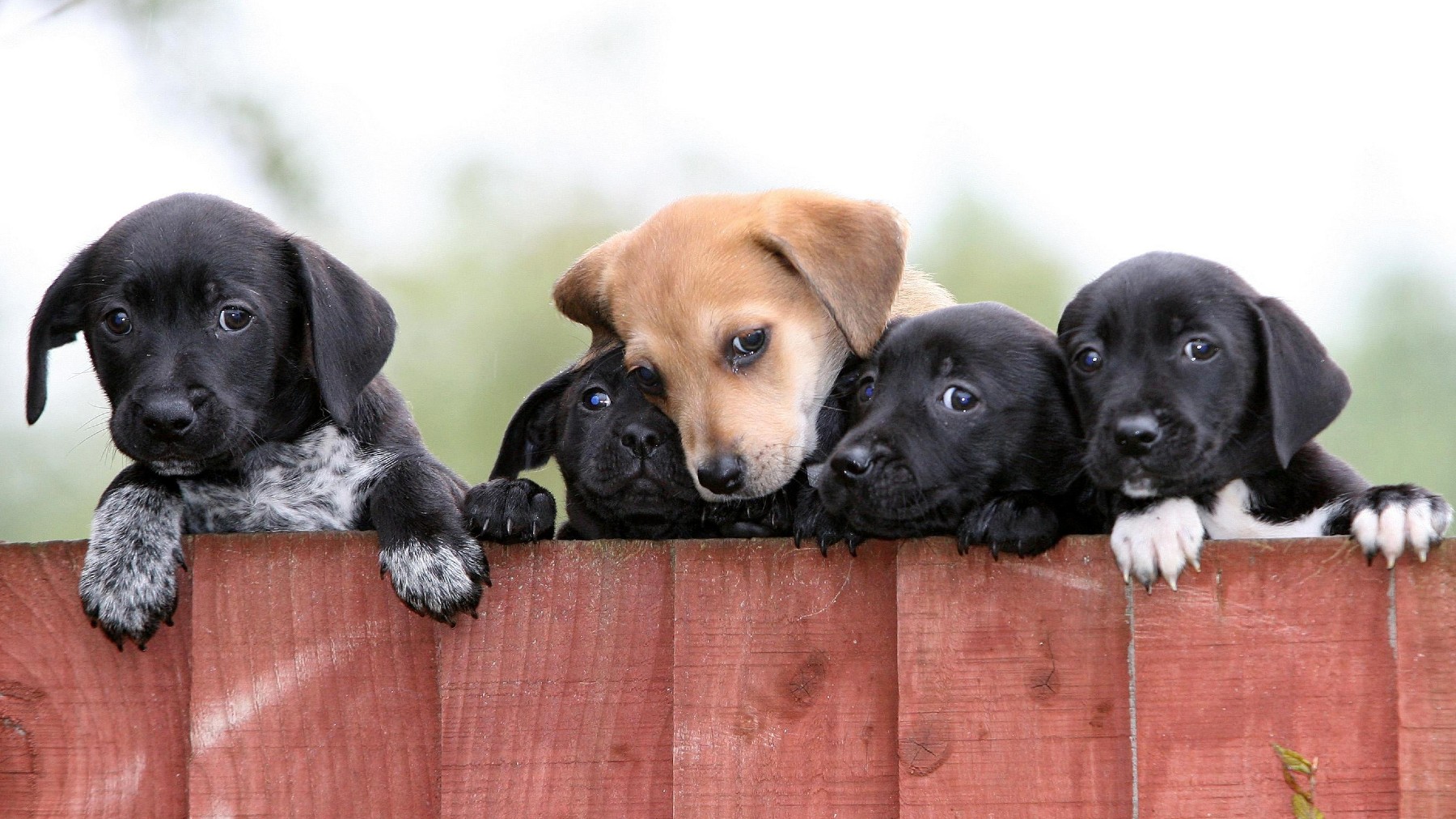 Five puppies waiting for new families