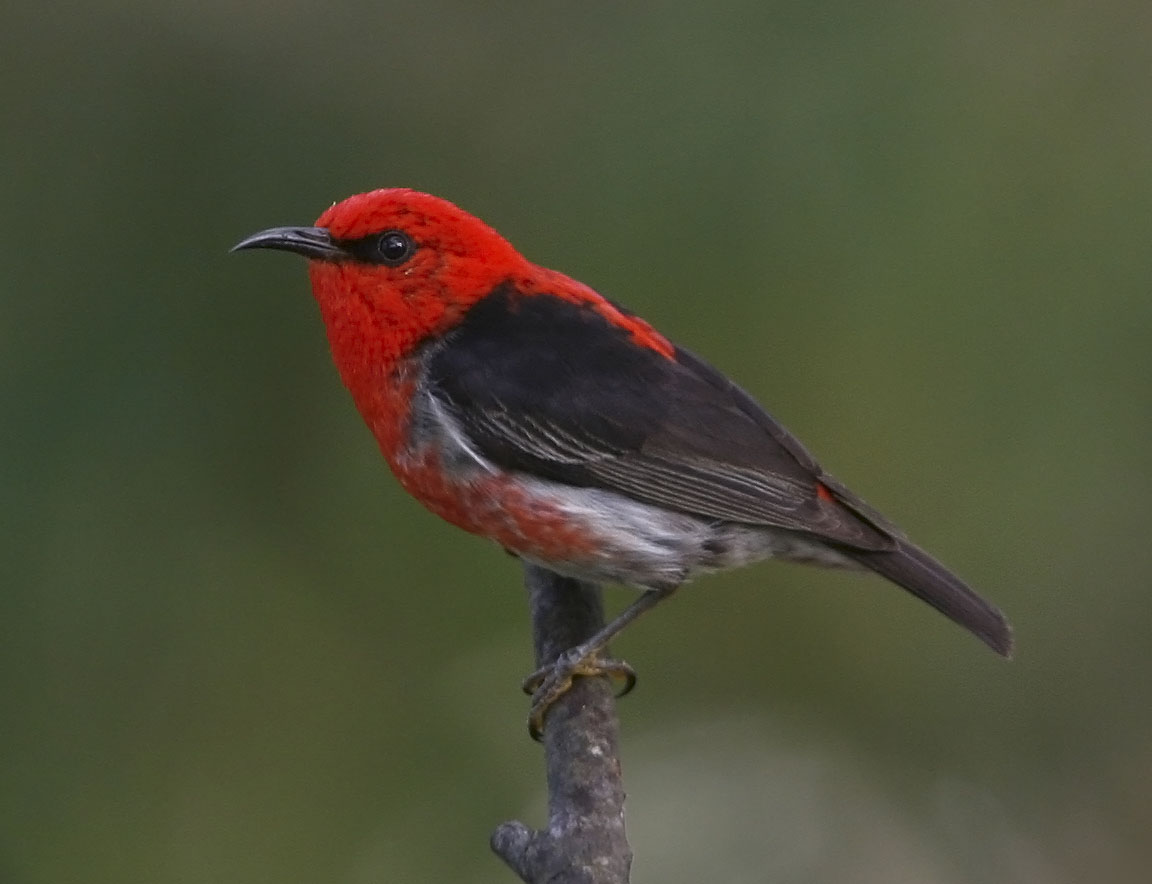 Scarlet Honeyeaters