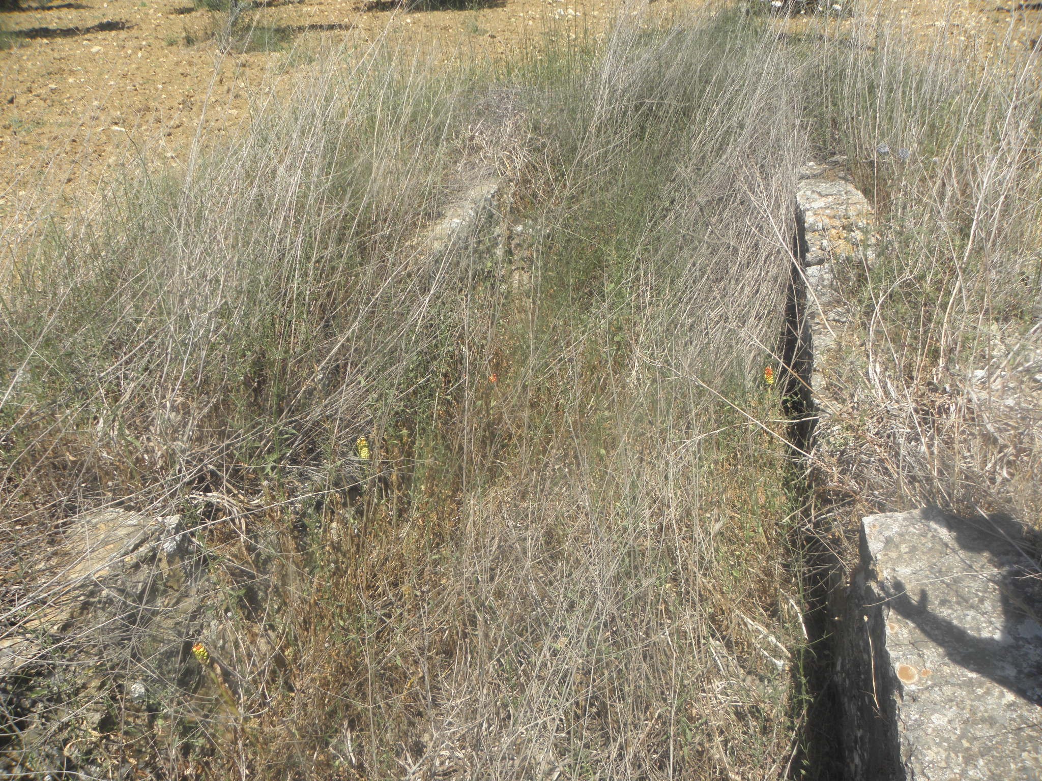 Trenches built by Australian soldiers in Southern Lebanon during WWII.