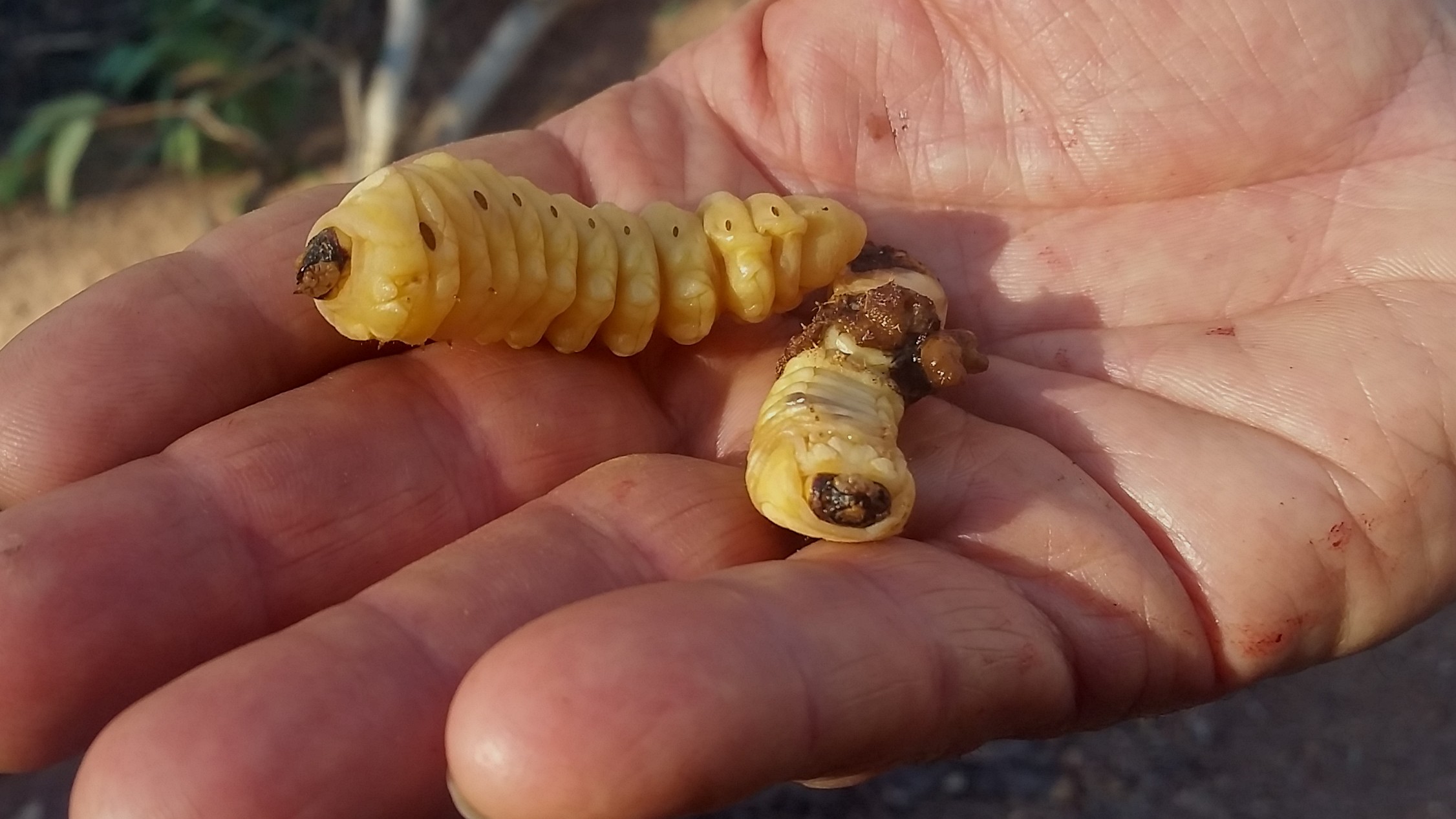 หนอนตัวอ่อนวิทเช็ตตี กรับ (Witchetty grub)