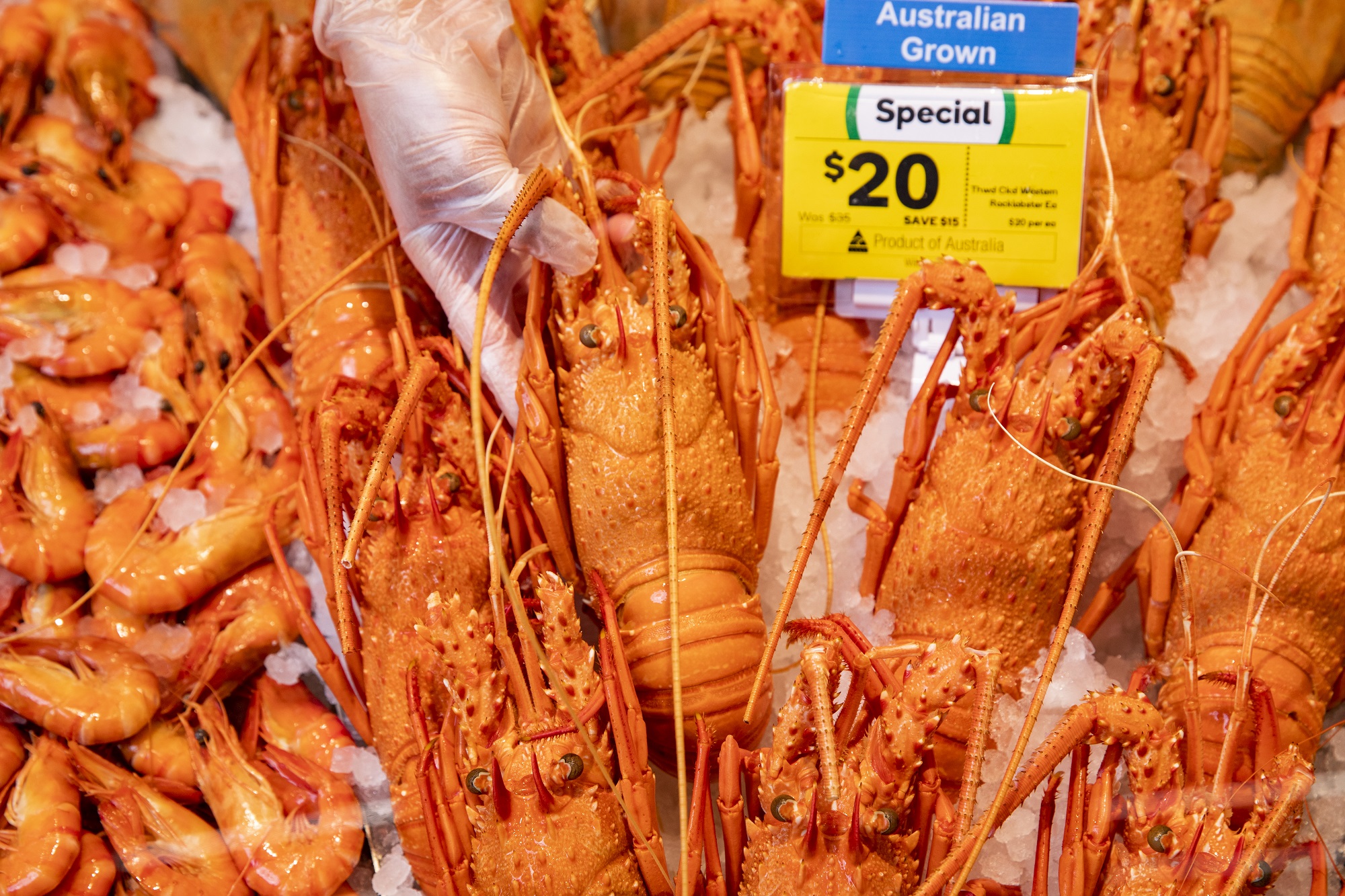 Woolworths. Western Australia Rock Lobsters available for Christmas. 9th December 2020. Photograph Dallas Kilponen/Woolworths