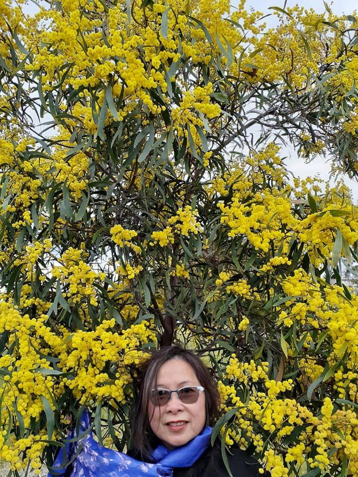 Hoa Golden Wattle