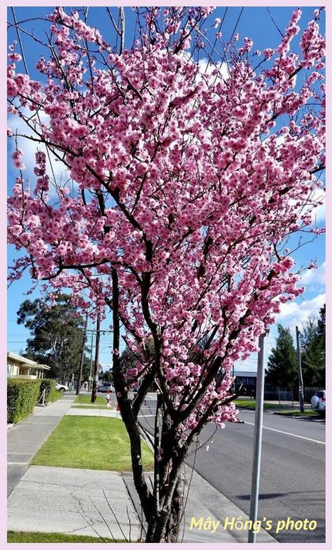 Cherry blossom