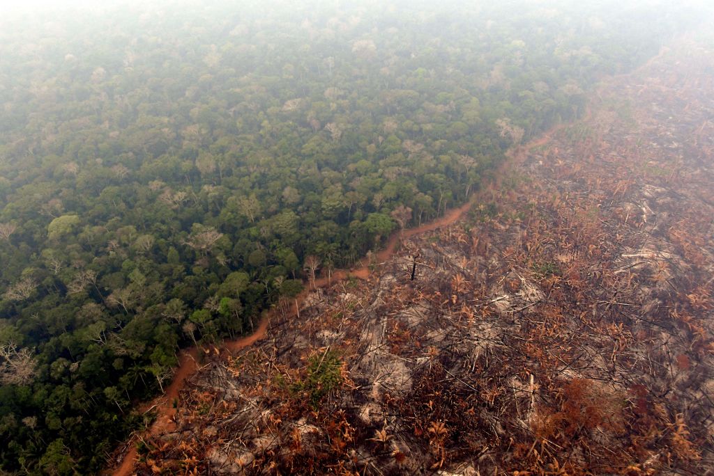 A large area of green rainforest next to an area that has been cleared