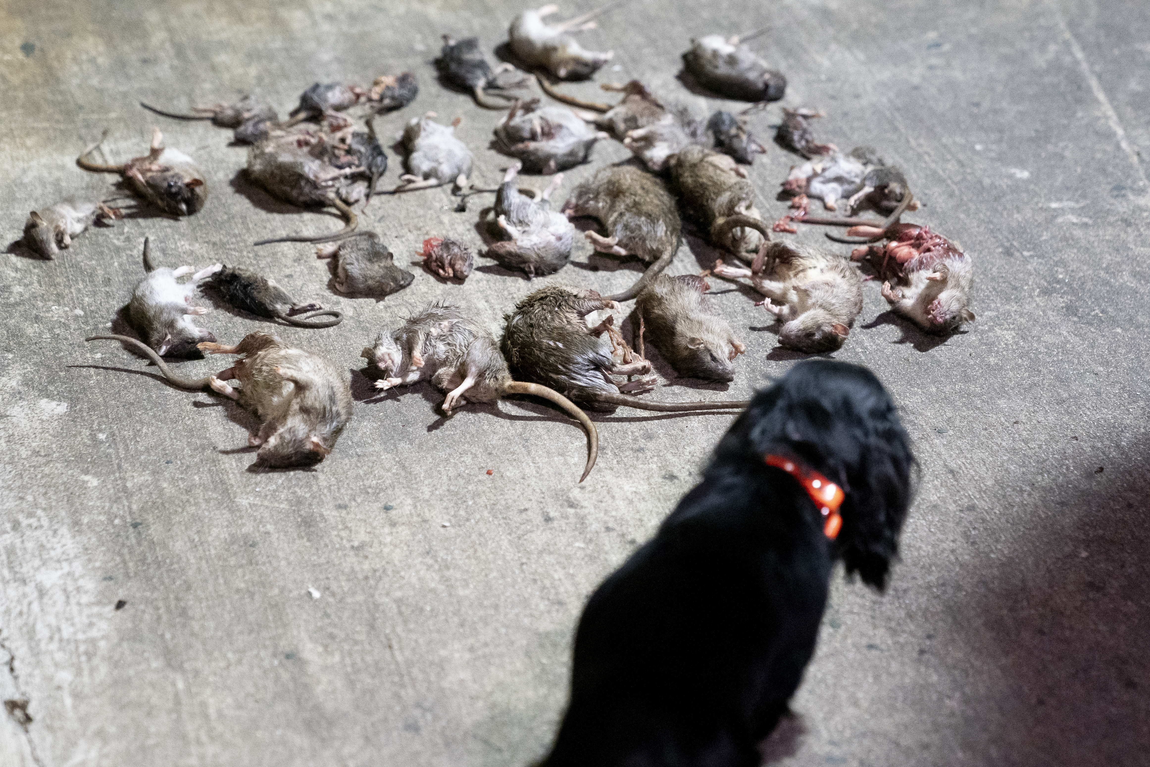 This city is recruiting dogs and cats in its war against rats - Vimarsana News
