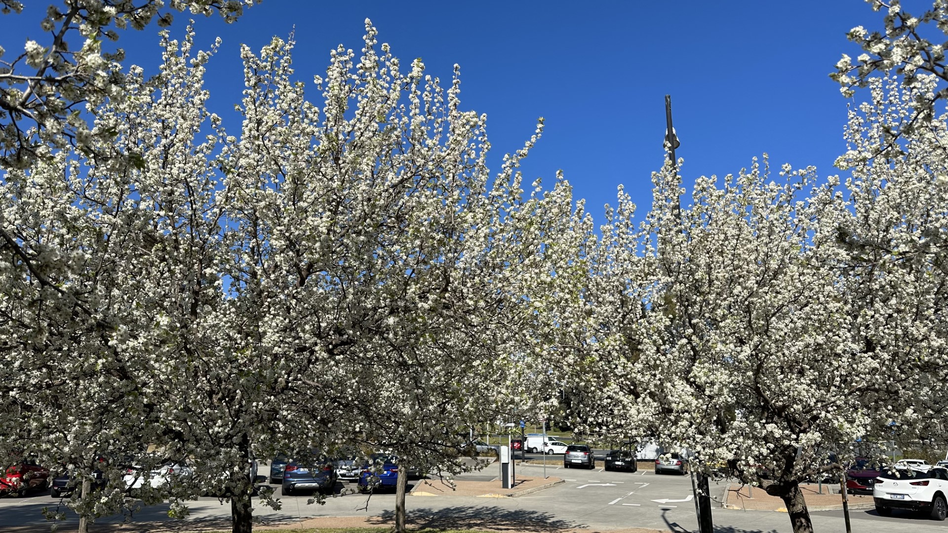 Canberra với hoa đào sắc trắng